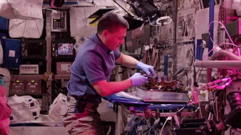 Seeding the Future: First Space-Grown Lettuce in 4K Ultra HD
