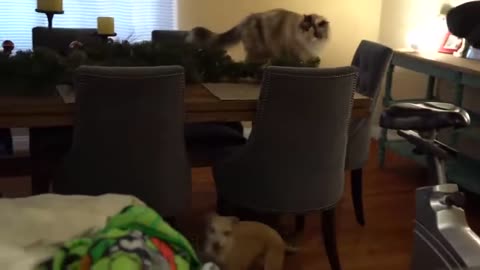 Dog and cat meet funny video../dog meet a cat training