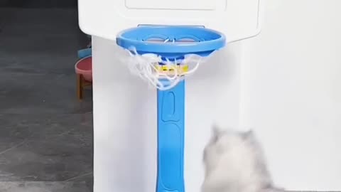 Cute and funny cat video.