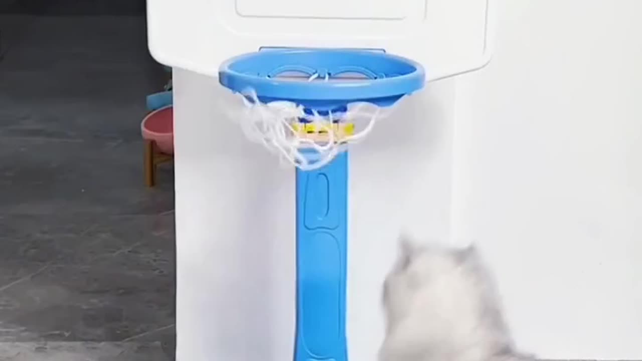 Cute and funny cat video.