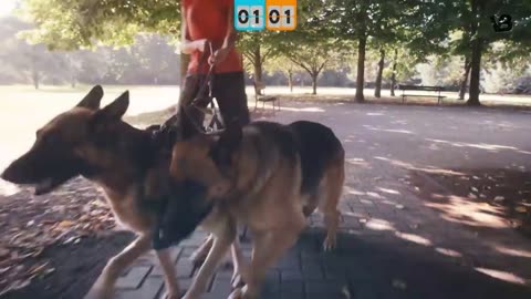 Rottweiler vs german shepherd best fight ever