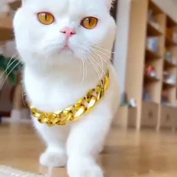 Cute Cat