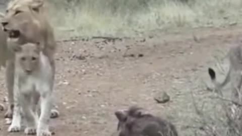 Lions vs warthog