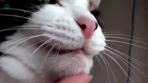 Funny cats Meowing compilation