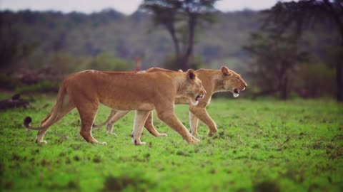 Pair of Lionesses Walking Together