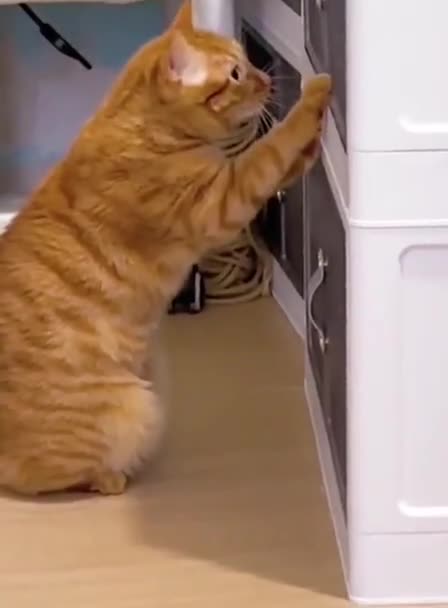 Play all innocent when caught 🤣