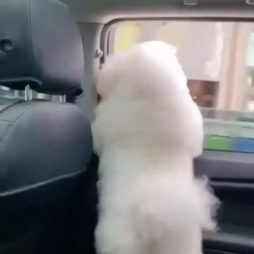 Hilarious Pets video