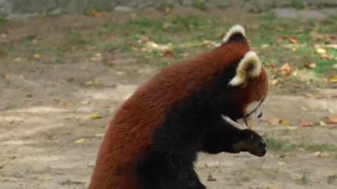 Two handsome little panda