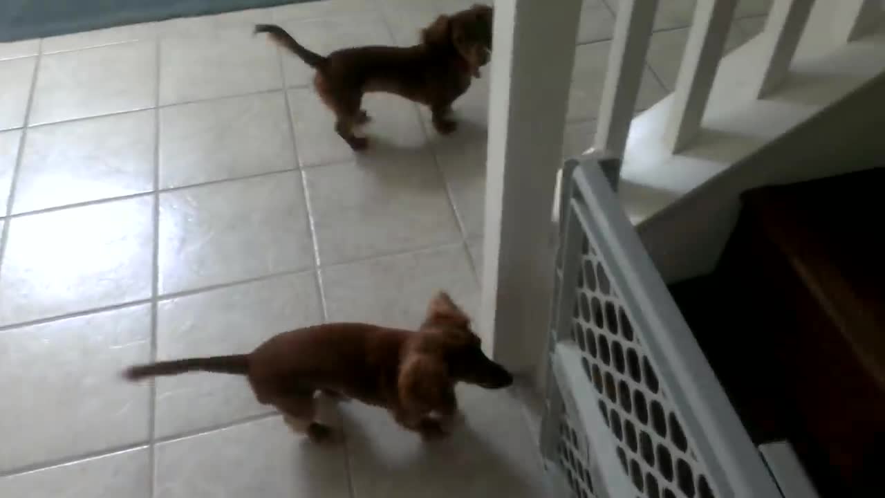 Cute puppies being naughty and mischievous