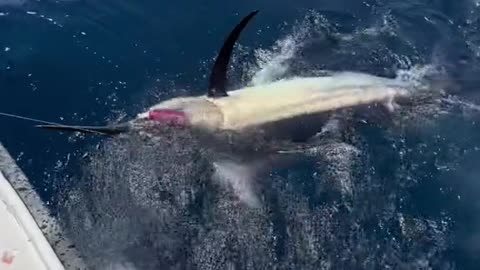 Caught Big Fish Unexpected