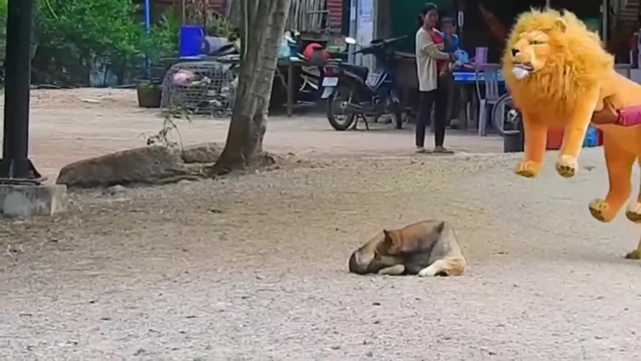 Troll prank dog fake lion and fake tiger to dog