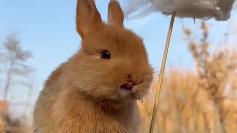 Little rabbit eats cotton candy