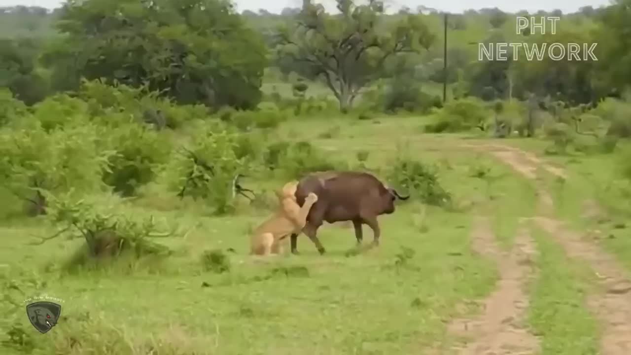 Angry Buffaloes Destroy Lion To Avenge Their Sacrifice Comrades __ Animal Planet Discovery 2022