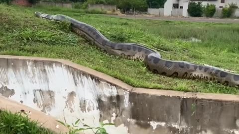 Giant anaconda in Brazil