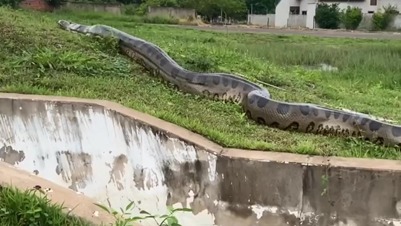 Giant anaconda in Brazil