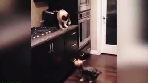 Cute Cats playing -Funny