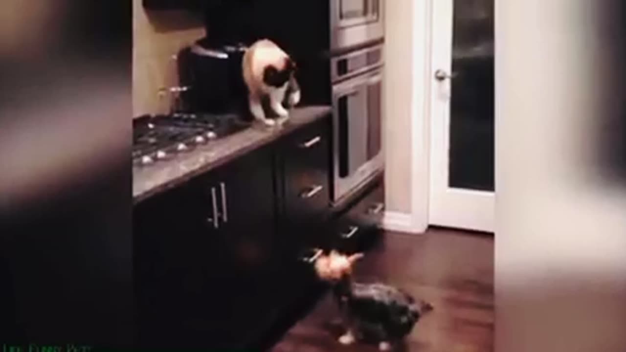 Cute Cats playing -Funny