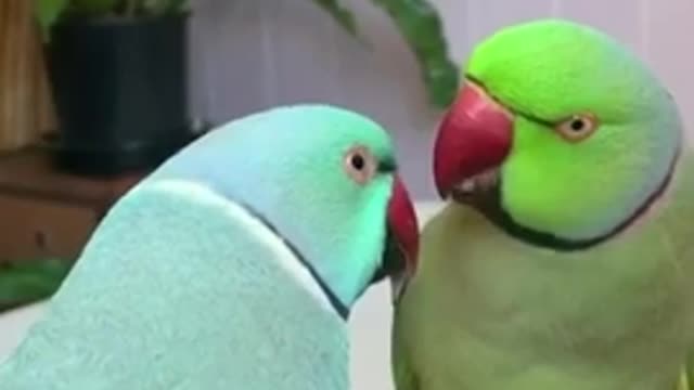 Amazing_parrot_video_|_Amazing_birds_parrot_funny_compilation_#Shorts