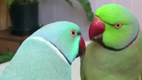 Amazing_parrot_video_|_Amazing_birds_parrot_funny_compilation_#Shorts