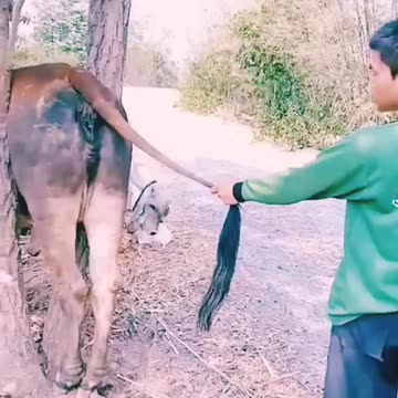 rescue cows stuck to branches #shorts#2023