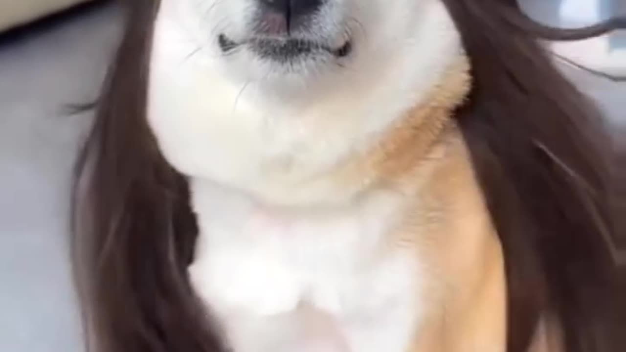 Very funny dog