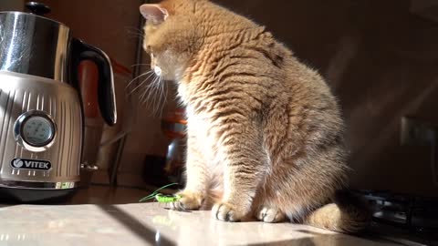 Hosico and the Grasshopper