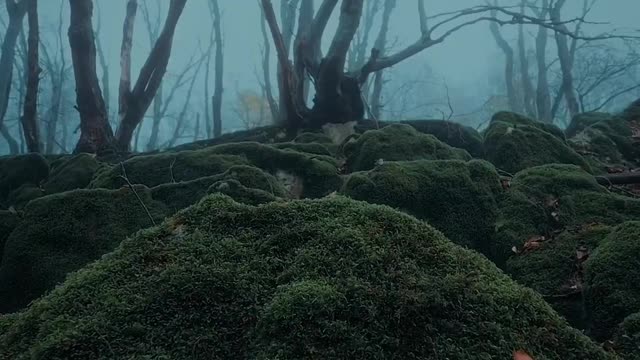 Lost in time... . still waiting for the moss to be covered in snow ❄️ . .