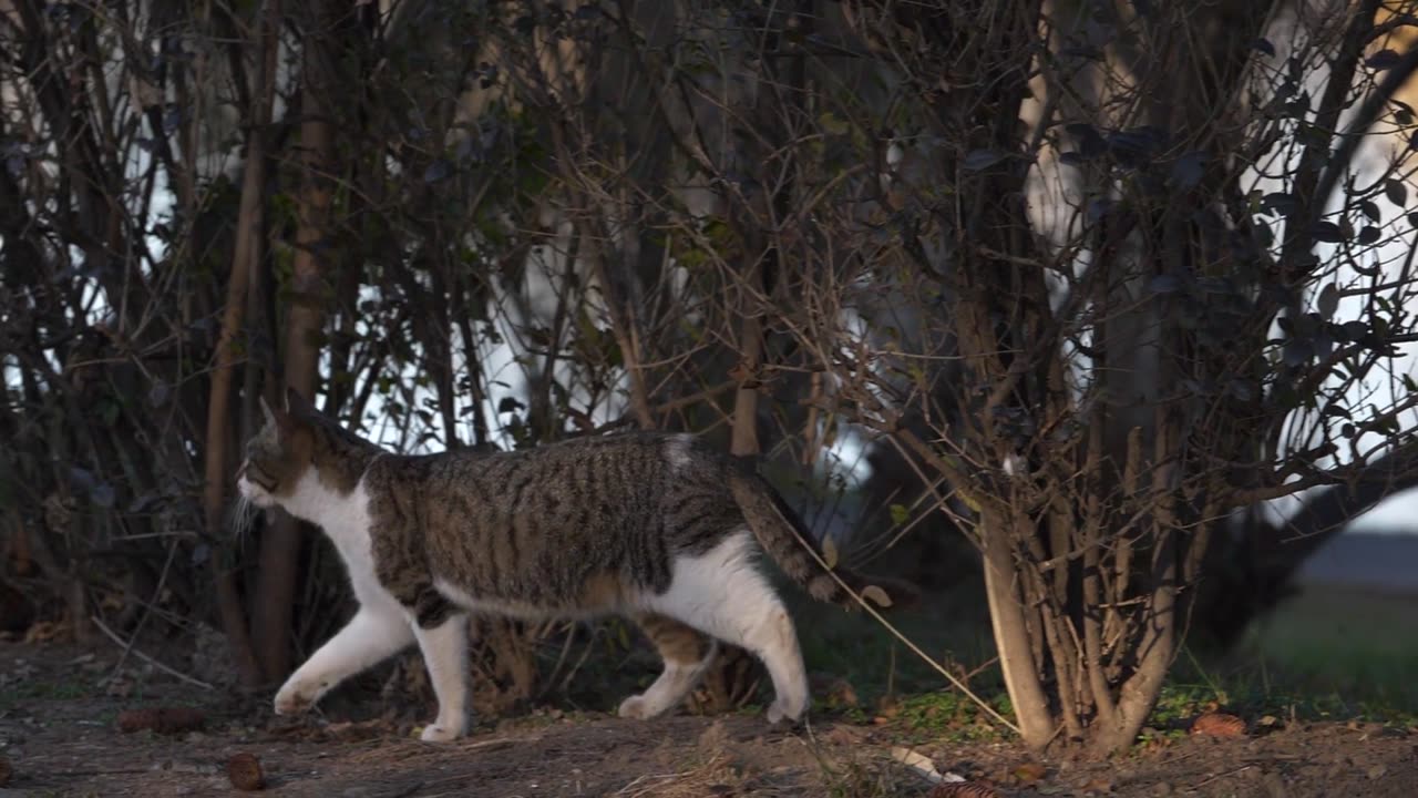 Cat poti time