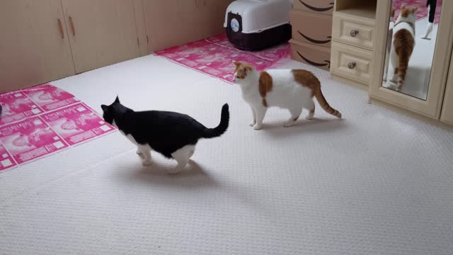 Por que os gatos estão destruindo a América
