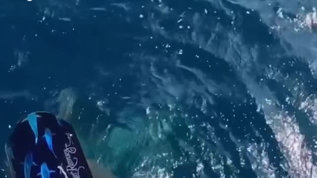 Diver almost dives right into the mouth ofa 5m shark