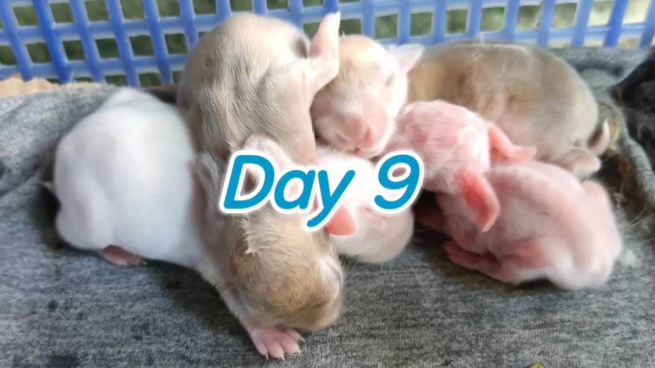 Baby Rabbit | 1 Day to 30 Days Old