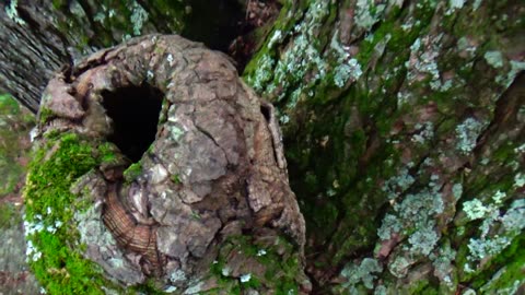 Tree Hollows