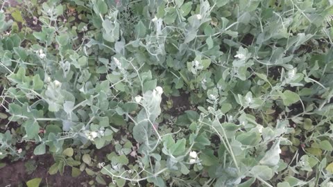 The peas have bloomed