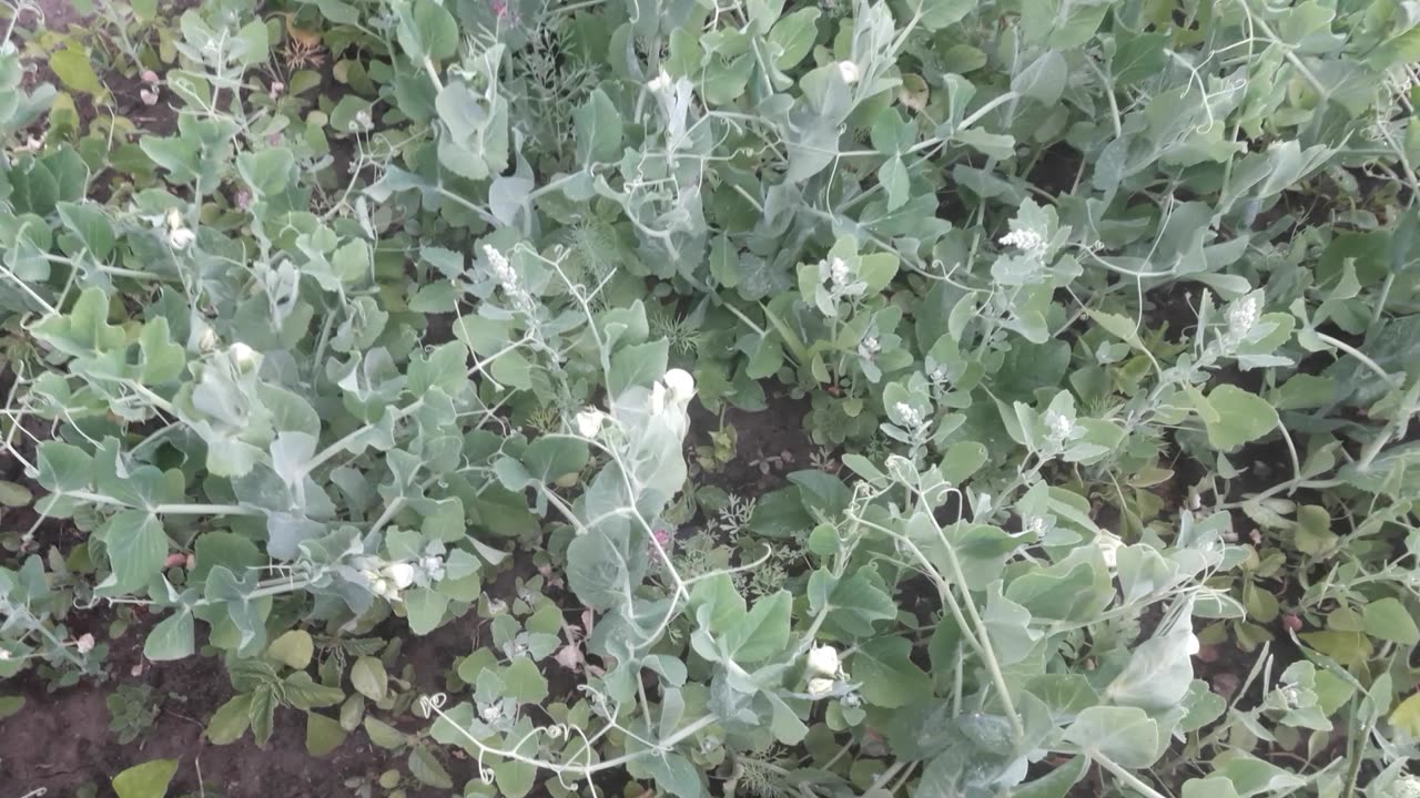 The peas have bloomed