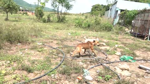 Funny video cat & dog