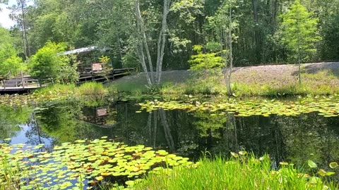 The Black Water of the Okefenokee Swamp