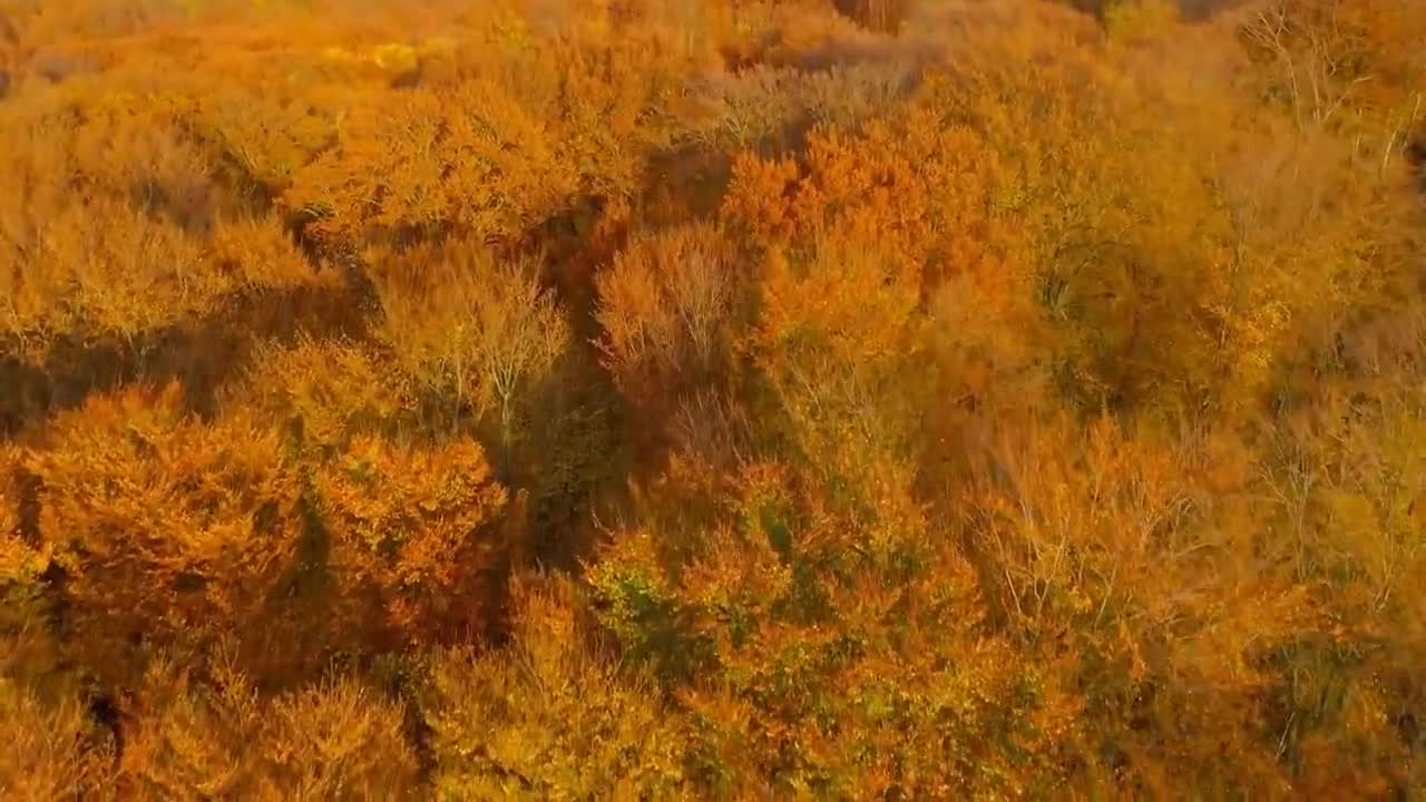 Enchanting Autumn Forests with Beautiful Piano Music