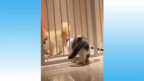 Funny Animal videos