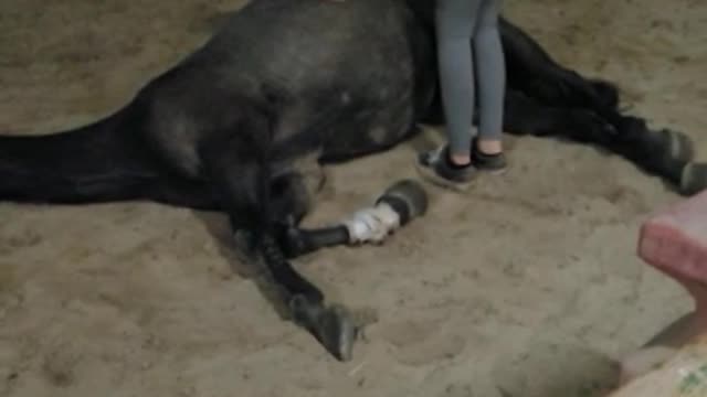 Gassy Horse Gets a Massage