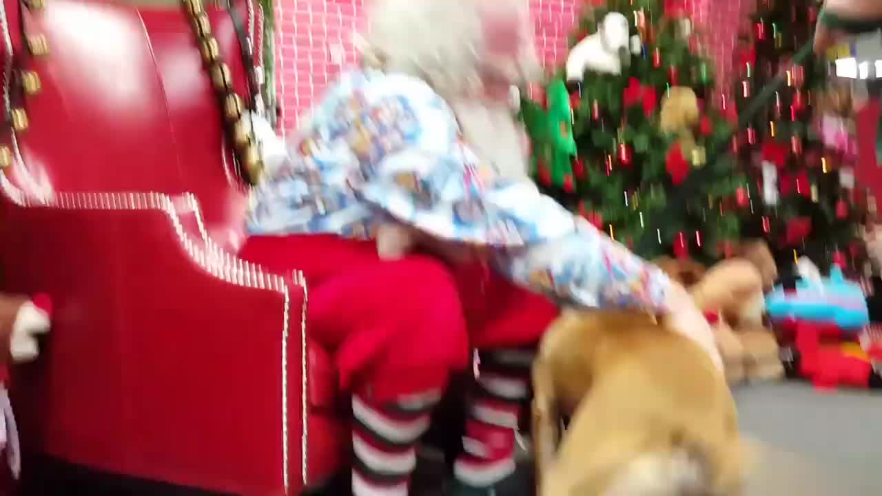 Rescued pit bull meets Santa, can't contain excitement