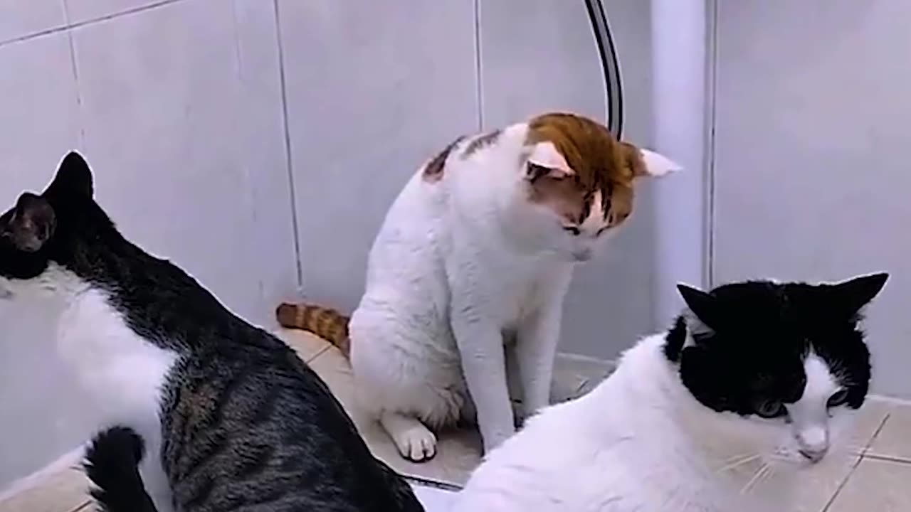 Cats being conscious about the toilet 🐈