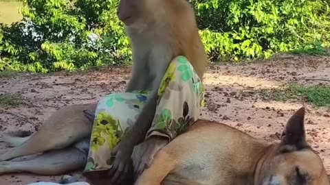 Naughty Monkey with Dogs