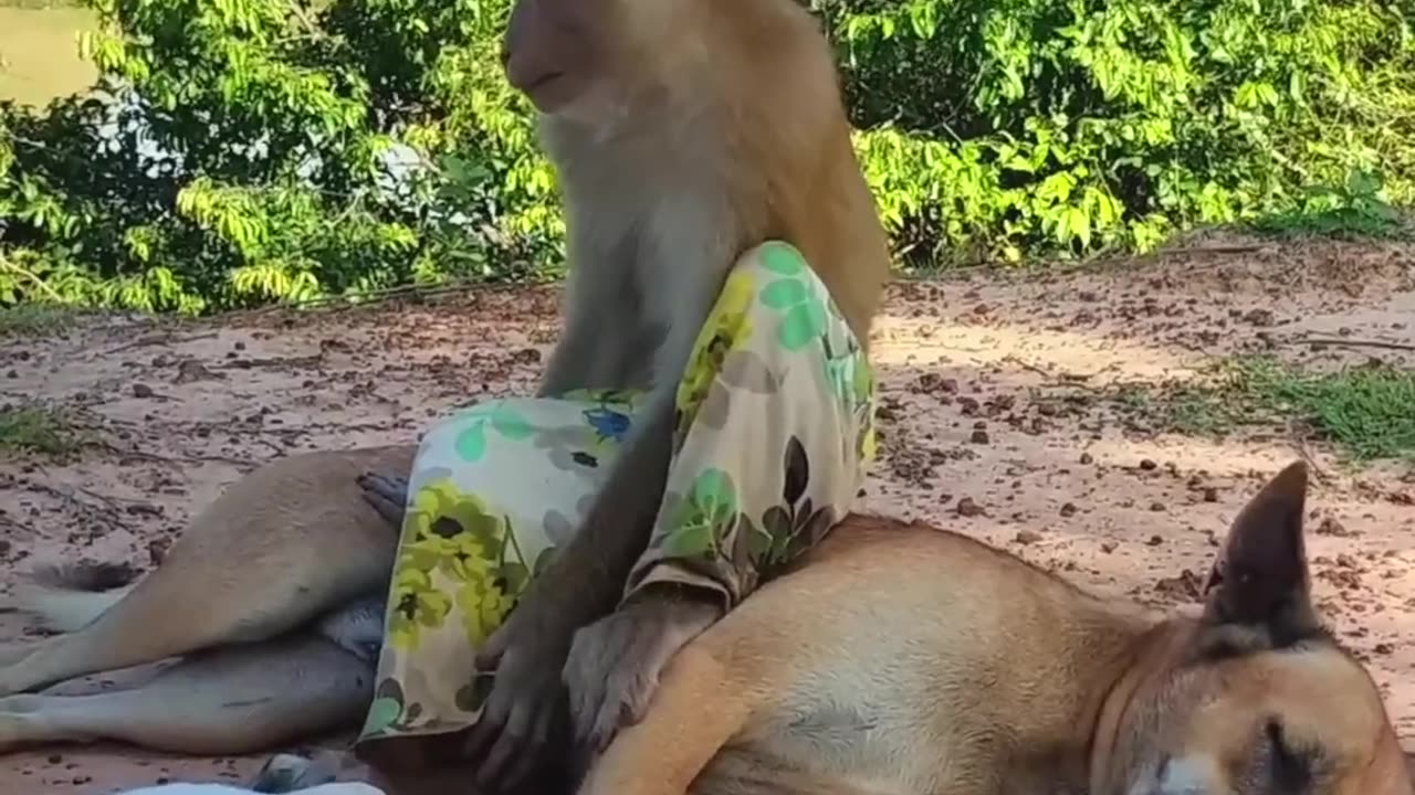 Naughty Monkey with Dogs