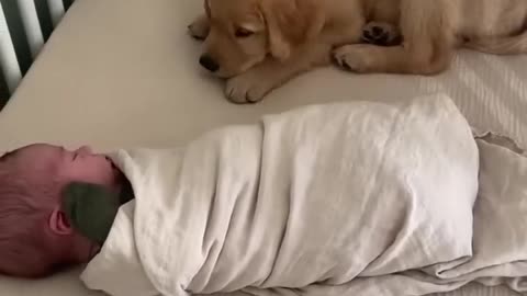 Sweet Puppy Sleeps with Baby!