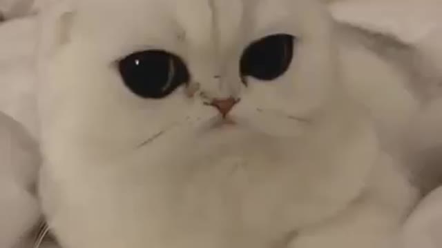 Super Cute Cat With Beautiful Eyes