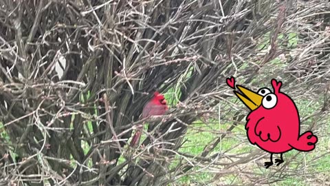 Beautiful Cardinal