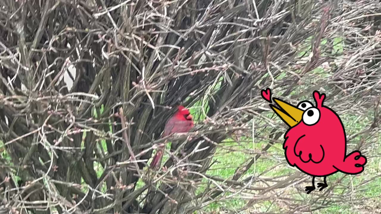 Beautiful Cardinal