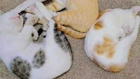 Beautiful Kittens sleeping