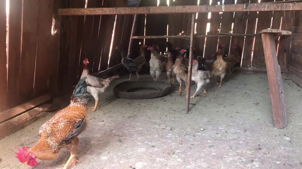 Hen Videos