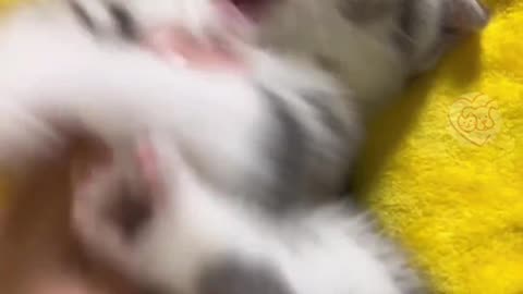 Funny pet